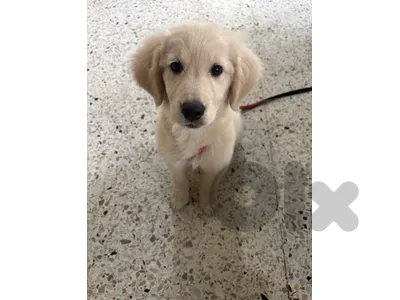 golden retriever cream