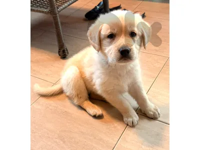 pure male golden retriever