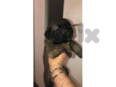 puppies for adoption