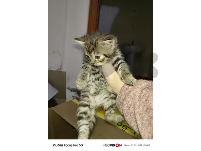 البقاع