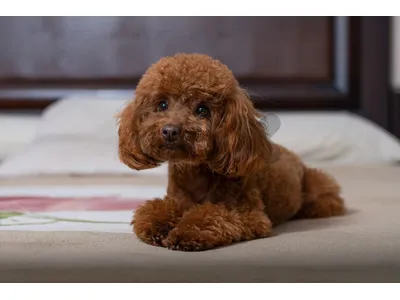 Very nice Toy Poodle for sale