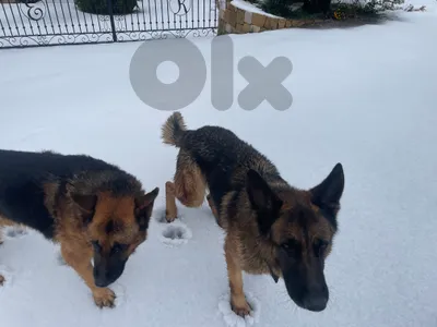 German Shepherd