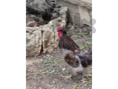 طرابلس زغرتا علما