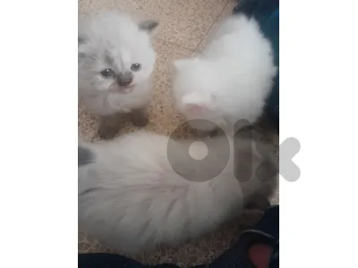 للبيع سيامي وهيمالايا ذكر وانثى