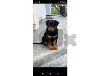 rottweiler