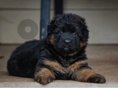 German shepherd