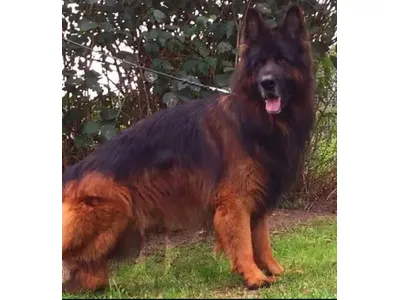German shepherd