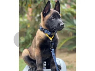 Malinois puppies available