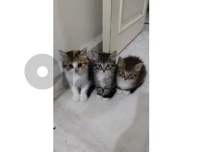 Kittens for adoption