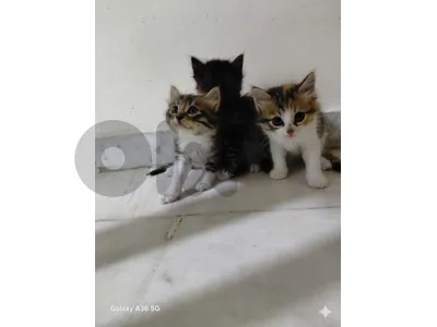 Kittens for adoption