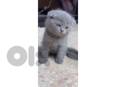 الطيونه