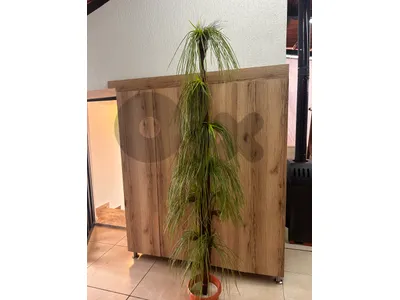 artificial ponytail palm