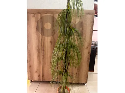 artificial ponytail palm