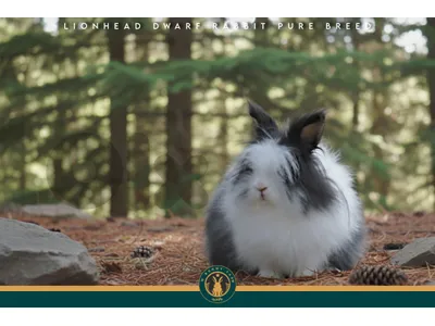 جميع سلالات الأرانب أجنبية نقية -  rabbit pure breed