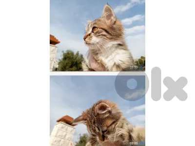 5 cats w ghradon