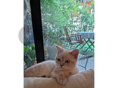Male & female cats