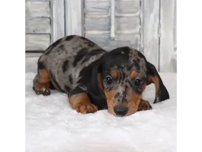Meet The Dachshund Dapple Puppy Available in store / Delivery