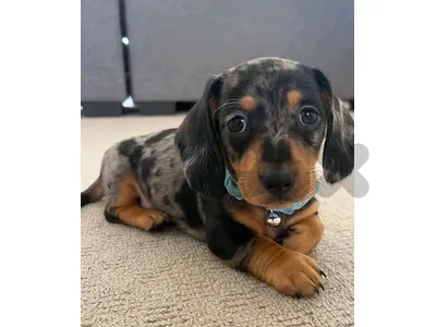 Special Dachshund Puppy / Sausage Dog/ Available/high quality