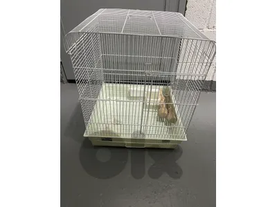 Birds Cage