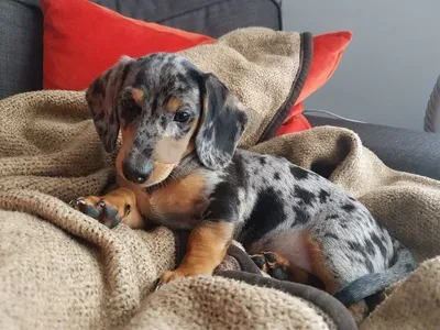 Dachshund Dapple Available in store & delivery