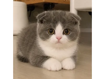 Scottish Fold Tom grey and white kitten
