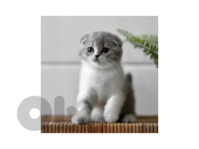scottish fold TOM
