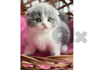 TOM scottish fold kitten grey with white