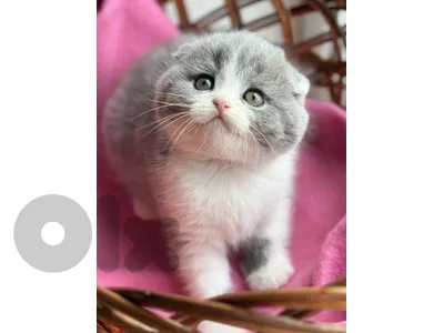 Scottish fold Kitten grey+white
