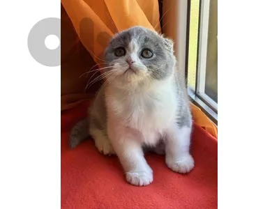 Scottish fold Delivery available