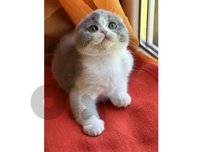 scottish fold kitten grey white tom