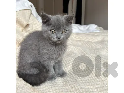 british shorthair grey kitten