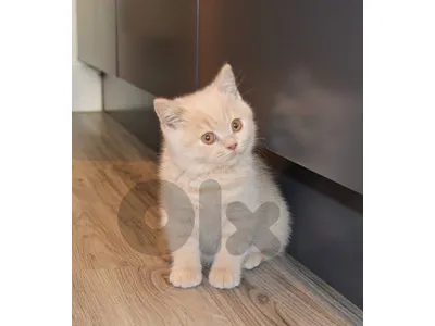 british shorthair cream kitten