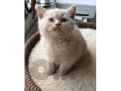 British cream kitten