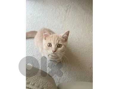 Cream British kitten