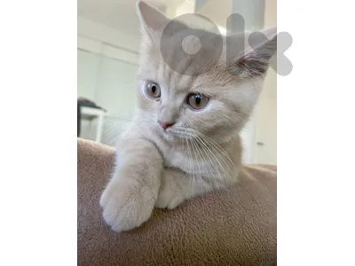 British shorthair gold delivery