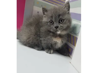 british grey with cream