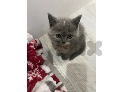 British kitten