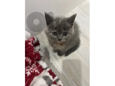 British kitten
