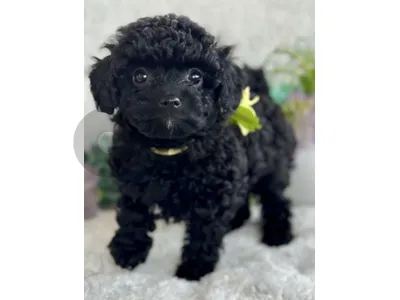 Royal Black Poodle Puppies Available in Store / Delivery