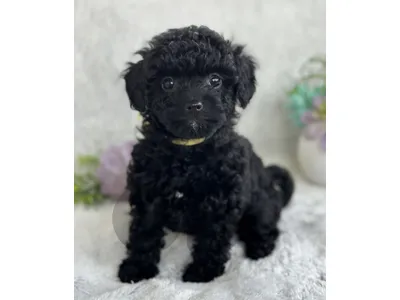 Beautifull Poodle Puppies Available / in store / Delivery