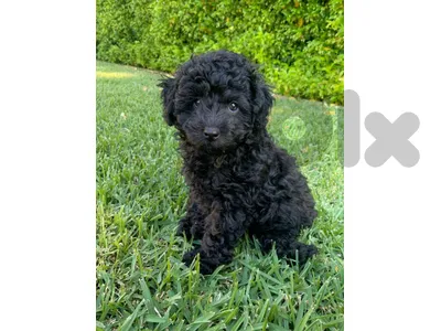 Our Adorable BLack Poodle Puppies Now Available In STore & Delivery