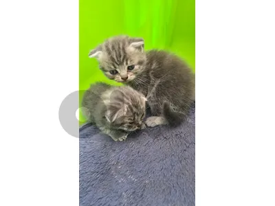 Scottish Kitten