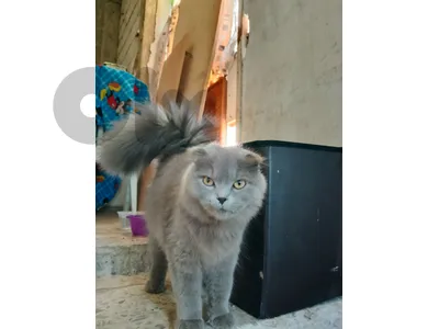 بشامون