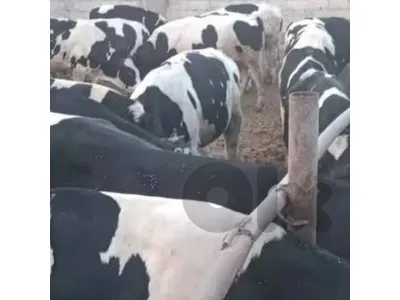 عجل بلدي