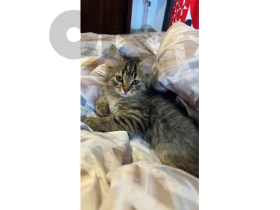 perisan kitten for sale mawjud bi akkar w bi trablos