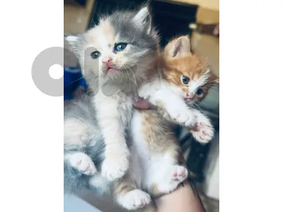 kittens for sale
