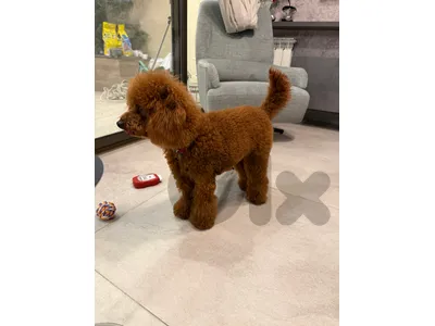 poodle