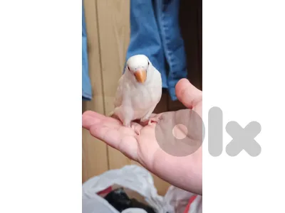 روز البينو مروض للبيع مع قفص