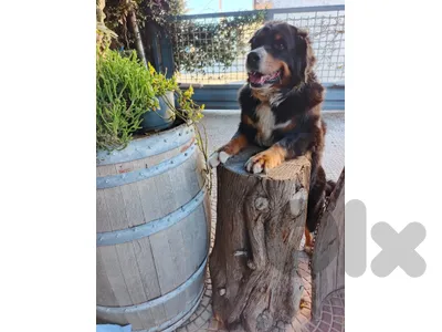 Bernese Mountain Dog for mating