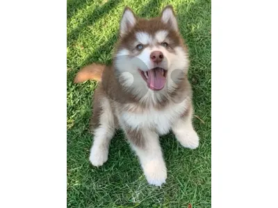 Rare Red Copper Husky high quality puppy! DELIVERY dog كلاب